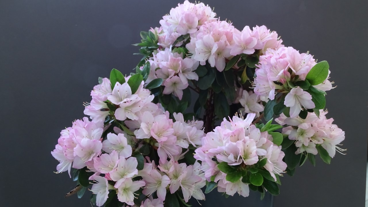 'Bijinsui' Wilson No 13